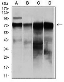 c-RAF Mouse Monoclonal Antibody