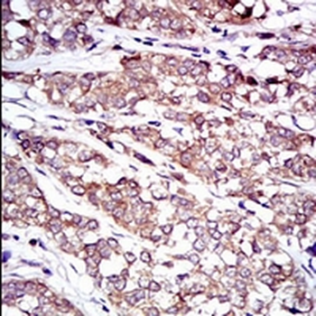 c-RAF Mouse Monoclonal Antibody