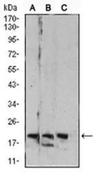 RAB6B Mouse Monoclonal Antibody