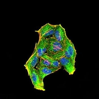 RAB6B Mouse Monoclonal Antibody
