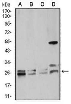 RAB5A Mouse Monoclonal Antibody