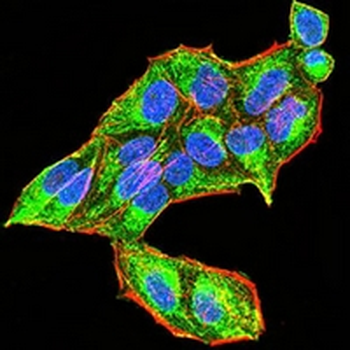 RAB5A Mouse Monoclonal Antibody