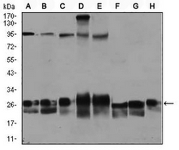Rab 4A Mouse Monoclonal Antibody