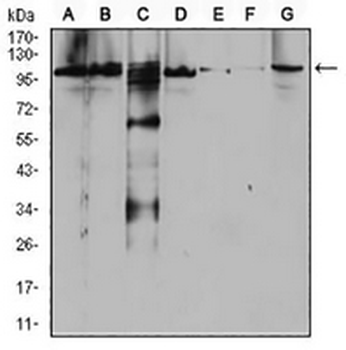 RAB11FIP1 Mouse Monoclonal Antibody
