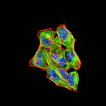 RAB11FIP1 Mouse Monoclonal Antibody