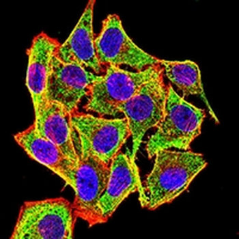 CD45 Mouse Monoclonal Antibody