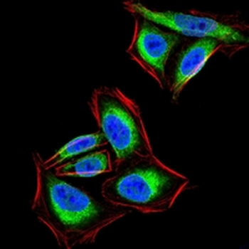 PTP1B Mouse Monoclonal Antibody