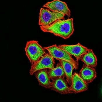 PSMC3 Mouse Monoclonal Antibody