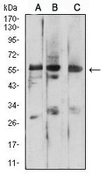Prosaposin Mouse Monoclonal Antibody