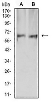 AMPK alpha 2 Mouse Monoclonal Antibody