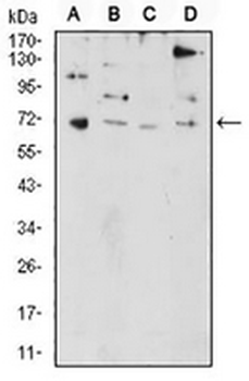PRDM5 Mouse Monoclonal Antibody