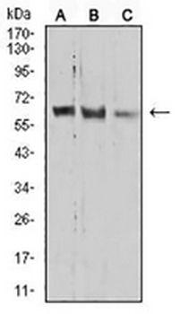 PRDM14 Mouse Monoclonal Antibody
