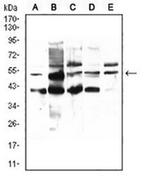 PPAR alpha Mouse Monoclonal Antibody