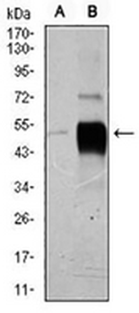 POU3F2 Mouse Monoclonal Antibody