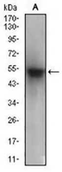 PON1 Mouse Monoclonal Antibody