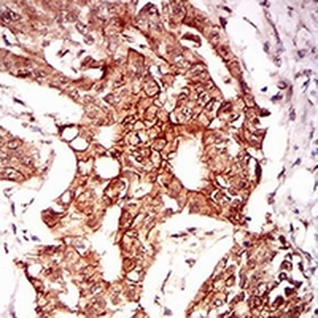 PON1 Mouse Monoclonal Antibody