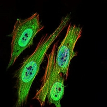 PON1 Mouse Monoclonal Antibody