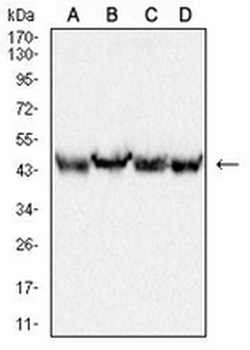 TIP47 Mouse Monoclonal Antibody