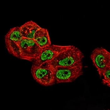 TIP47 Mouse Monoclonal Antibody