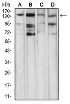 PLC gamma 1 Mouse Monoclonal Antibody