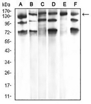 PLC gamma 1 Mouse Monoclonal Antibody