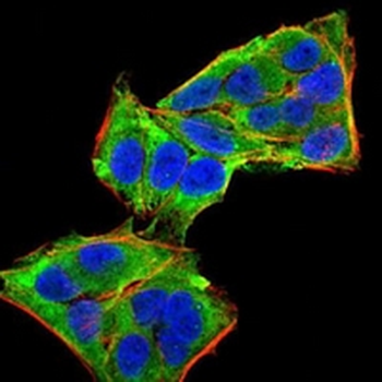 PLC gamma 1 Mouse Monoclonal Antibody