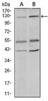 HIWI2 Mouse Monoclonal Antibody
