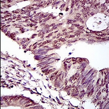 HIWI2 Mouse Monoclonal Antibody