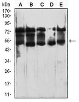 CD364 Mouse Monoclonal Antibody