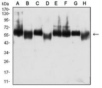 CD273 Mouse Monoclonal Antibody