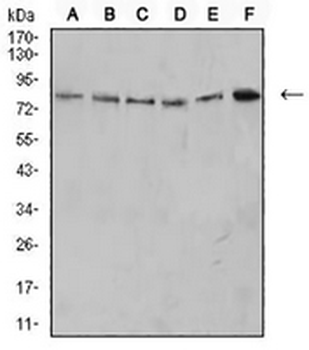 CD279 Mouse Monoclonal Antibody