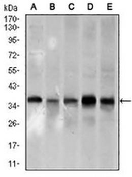 PCNA Mouse Monoclonal Antibody