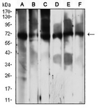 PCK2 Mouse Monoclonal Antibody