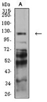 Protocadherin-9 Mouse Monoclonal Antibody
