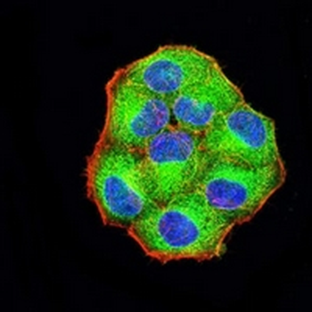 Protocadherin-9 Mouse Monoclonal Antibody