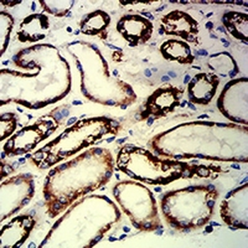 PAX8 Mouse Monoclonal Antibody