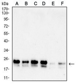 DJ-1 Mouse Monoclonal Antibody