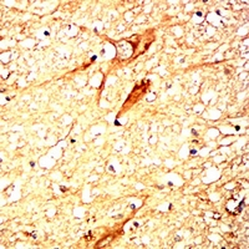 DJ-1 Mouse Monoclonal Antibody
