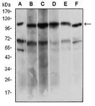 PAPLN Mouse Monoclonal Antibody