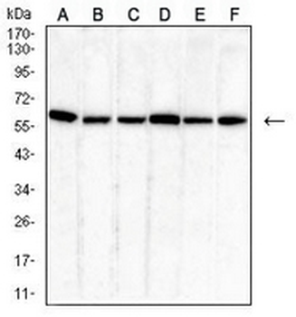 PDI Mouse Monoclonal Antibody