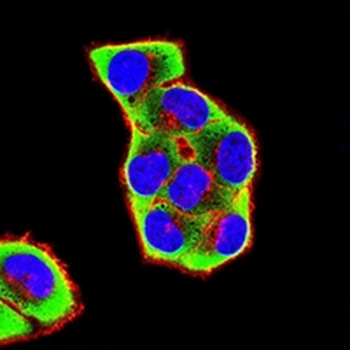PDI Mouse Monoclonal Antibody