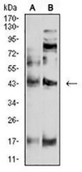 P2Y4 Mouse Monoclonal Antibody