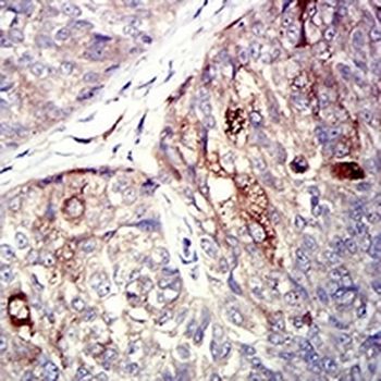 P2Y4 Mouse Monoclonal Antibody