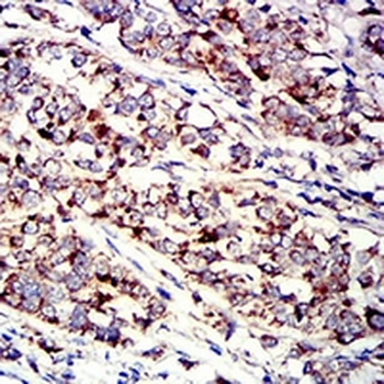 P2Y1 Mouse Monoclonal Antibody