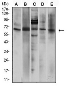 P2RX7 Mouse Monoclonal Antibody