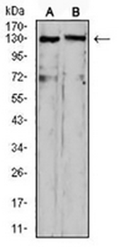 OTUD4 Mouse Monoclonal Antibody