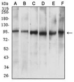 NUP98 Mouse Monoclonal Antibody