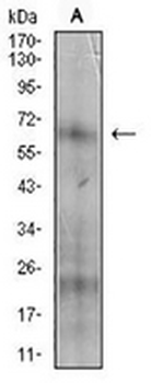 CD73 Mouse Monoclonal Antibody