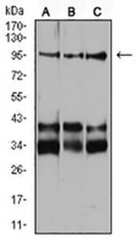 Neuropilin 1 Mouse Monoclonal Antibody