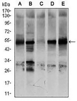 NR6A1 Mouse Monoclonal Antibody